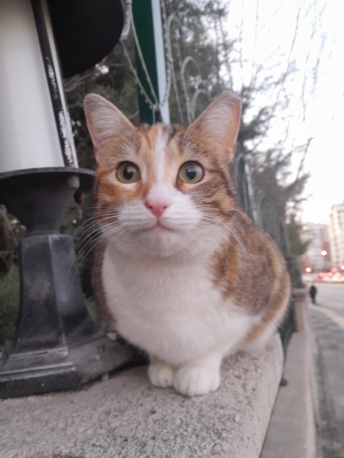 Kedi